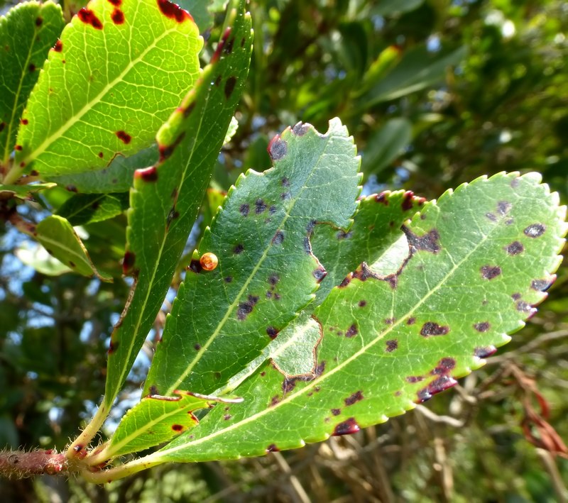 i Charaxes di Monte Malbe